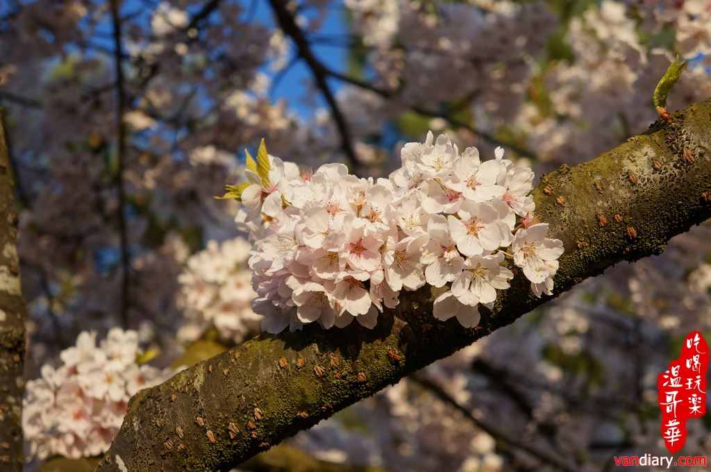 Vancouver Cherry Blossom Festival �馗缛A�鸦ü� 2013