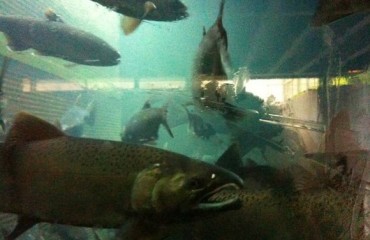 Capilano Salmon Hatchery 卡皮拉諾鮭魚孵化場 – North Vancouver
