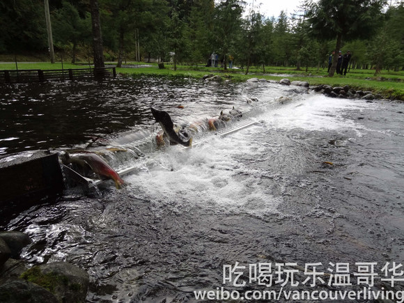 Weaver Creek Spawning Channel 威化溪鮭魚產卵水道 – Agassiz