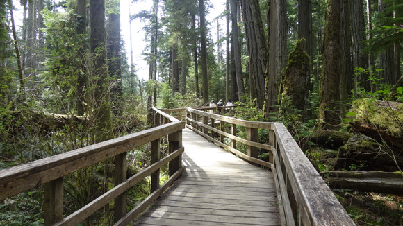 MacMillan Provincial Park 麥克米蘭省立公園 – Vancouver Island