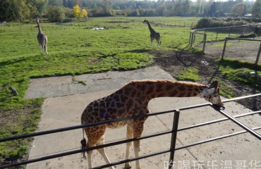 Greater Vancouver Zoo 大溫哥華動物園 - Aldergrove