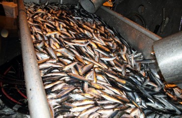 Charitable Herring Sale 慈善鯡魚銷售 2012