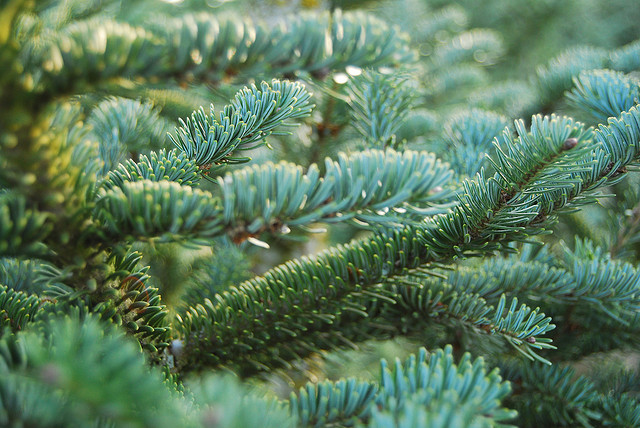 大溫哥華聖誕樹購買地點2012
