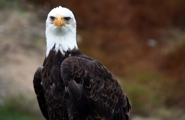 Fraser Valley Bald Eagle Festival 菲沙河谷白頭鷹節 2012