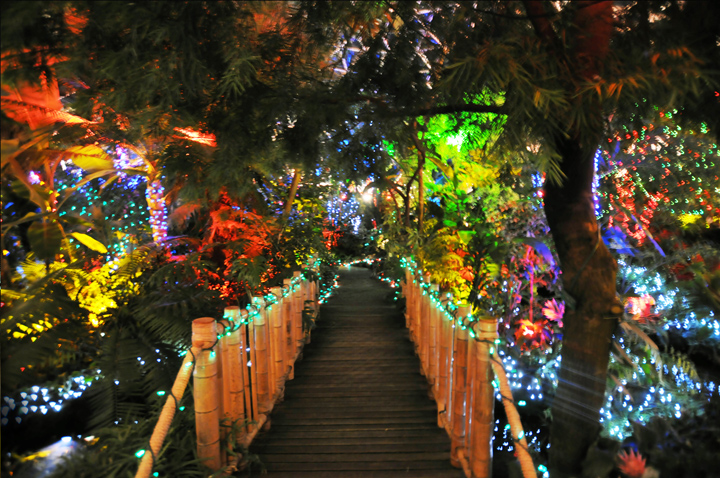 Bloedel Jewel Box of Lights 布洛德爾的燈盒 2012