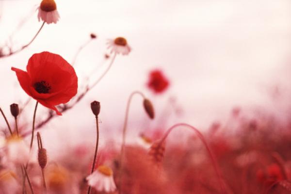 Remembrance Day Ceremonies 陣亡將士紀念日儀式 2012