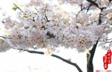 溫哥華櫻花賞花地點