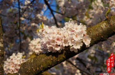Vancouver Cherry Blossom Festival 溫哥華櫻花節 2013