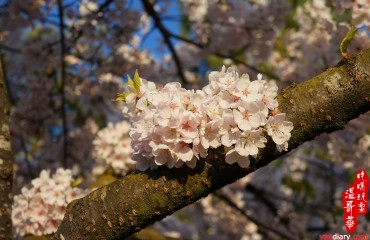 Vancouver Cherry Blossom Festival 溫哥華櫻花節 2013