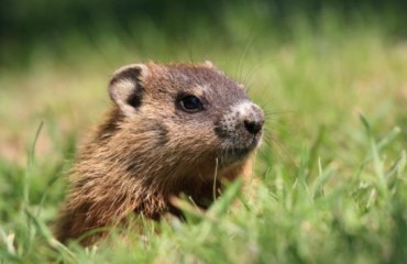 Groundhog Day 土撥鼠日 2013