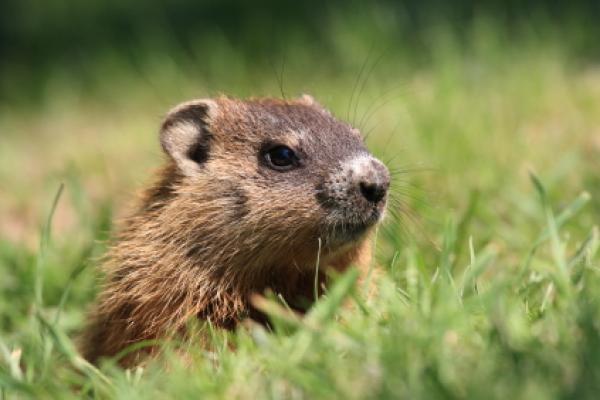 Groundhog Day 土撥鼠日 2013