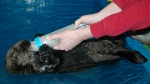溫哥華水族館迎來新海獺寶寶