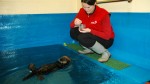 溫哥華水族館迎來新海獺寶寶