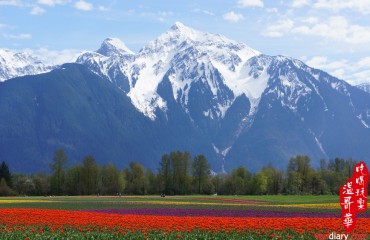 Agassiz Tulip Festival 阿加西斯鬱金香節 - Agassiz