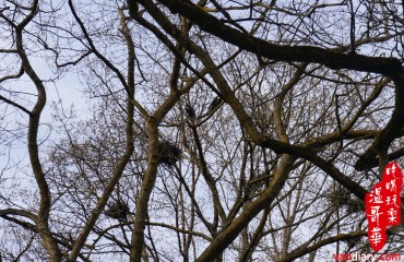 太平洋大藍鷺​​返回斯丹利公園