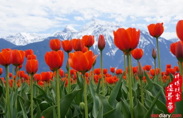 Agassiz Tulip Festival 阿加西斯鬱金香節 - Agassiz