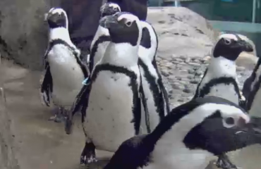 溫哥華水族館升級動物攝像頭