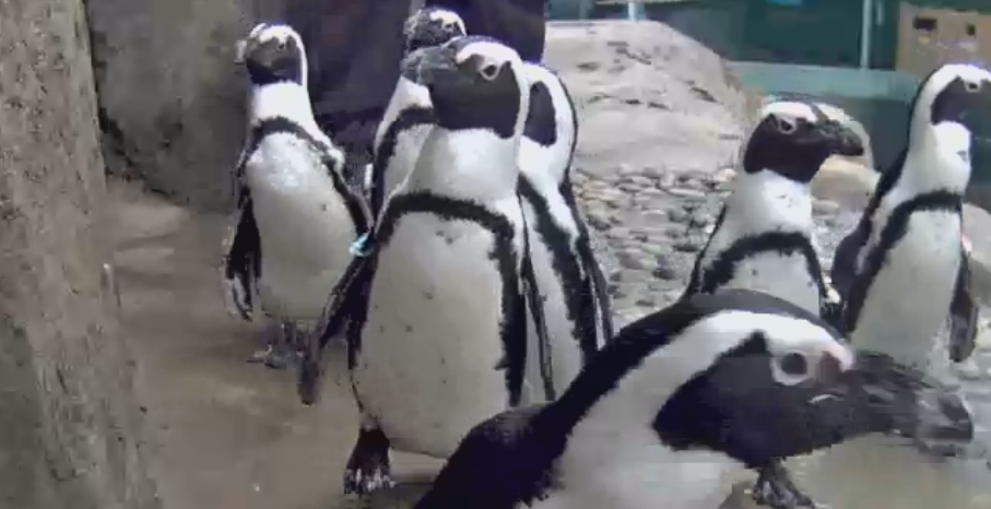 溫哥華水族館升級動物攝像頭