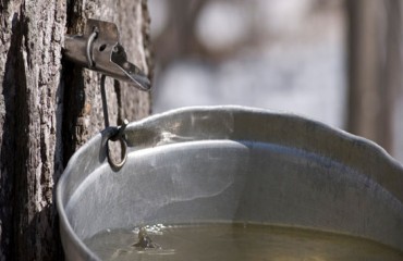 Maple Syrup Festival 楓糖節 2013