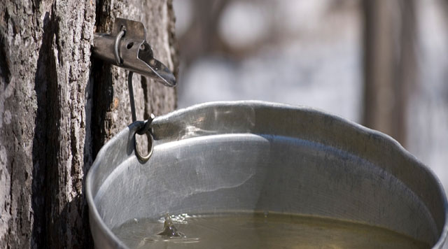 Maple Syrup Festival 楓糖節 2013