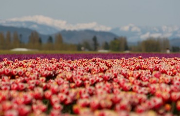 Skagit Tulip Festival 斯卡吉特鬱金香節 2013