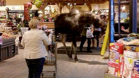 駝鹿在一間BC省雜貨店裡閒逛