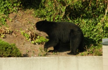本拿比居民區發現黑熊