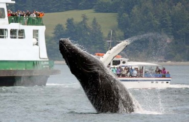 胡安·德·富卡海峽迎來大量駝背鯨