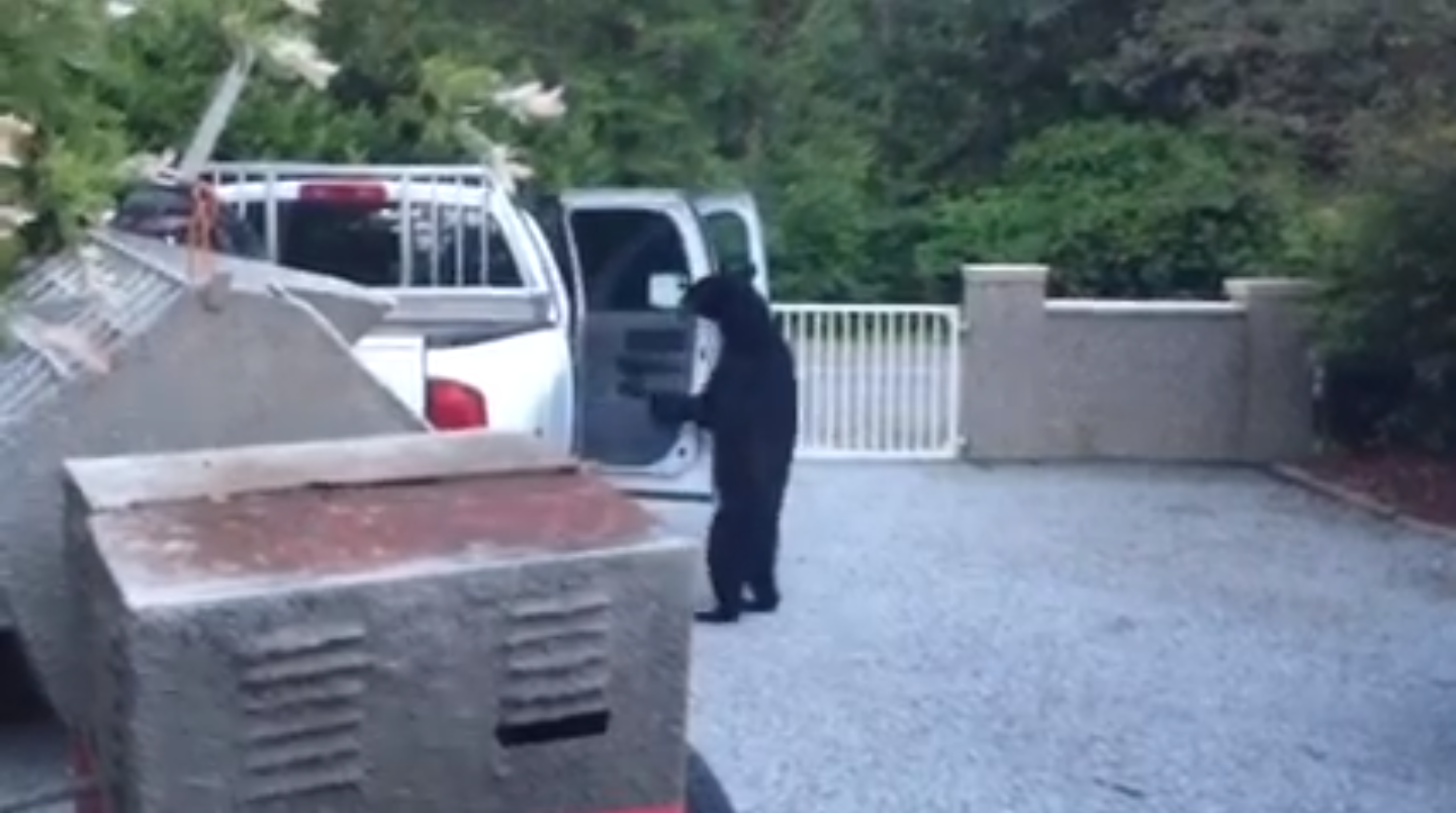 Maple Ridge黑熊用手打開車門