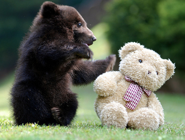 Teddy Bear Picnic 泰迪熊野餐 2013