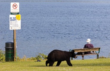 照片拍攝到北溫哥華黑熊在無知男人背後走過
