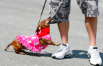 Wiener Dog Races 臘腸犬競賽 2013