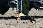 Wiener Dog Races 臘腸犬競賽 2013