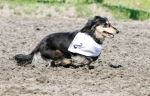 Wiener Dog Races 臘腸犬競賽 2013