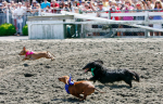 Wiener Dog Races 臘腸犬競賽 2013