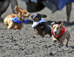 Wiener Dog Races 臘腸犬競賽 2013