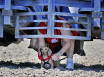 Wiener Dog Races 臘腸犬競賽 2013