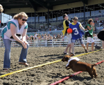 Wiener Dog Races 臘腸犬競賽 2013