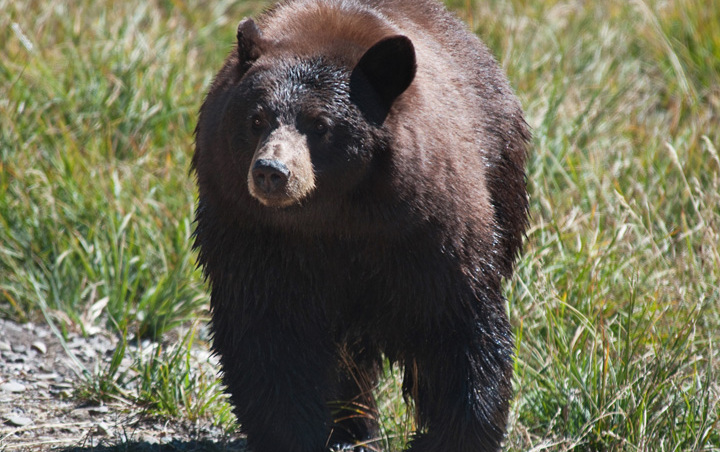 溫哥華島民扇黑熊一記耳光