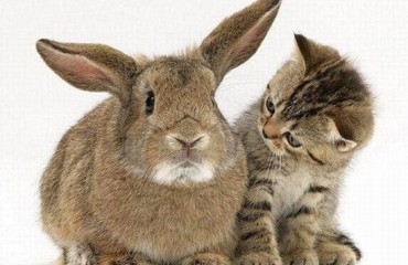 BC SPCA 半價領養貓咪和兔子優惠