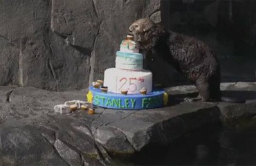 溫哥華水族館海獺慶祝斯坦利公園125周歲