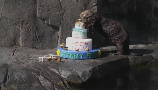 溫哥華水族館海獺慶祝斯坦利公園125周歲