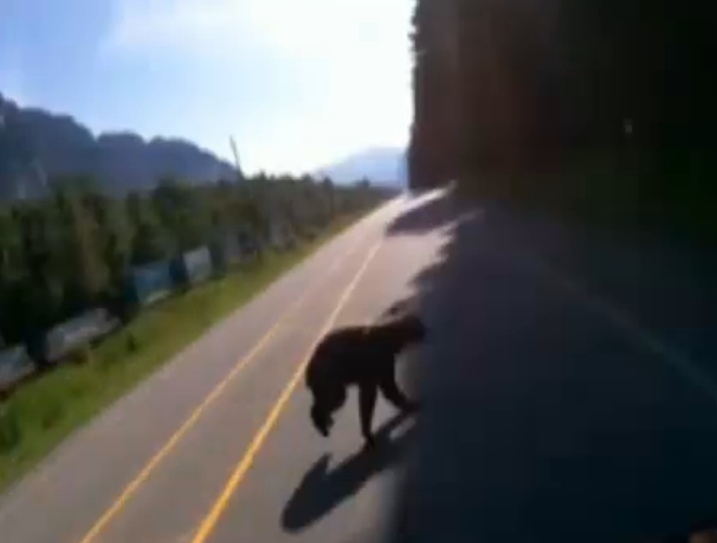摩托車手在BC省公路撞上黑熊