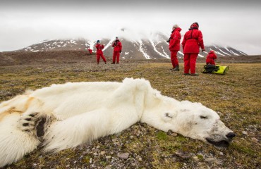 海冰消融無處覓食 餓死北極熊屍體瘦成“毛毯”