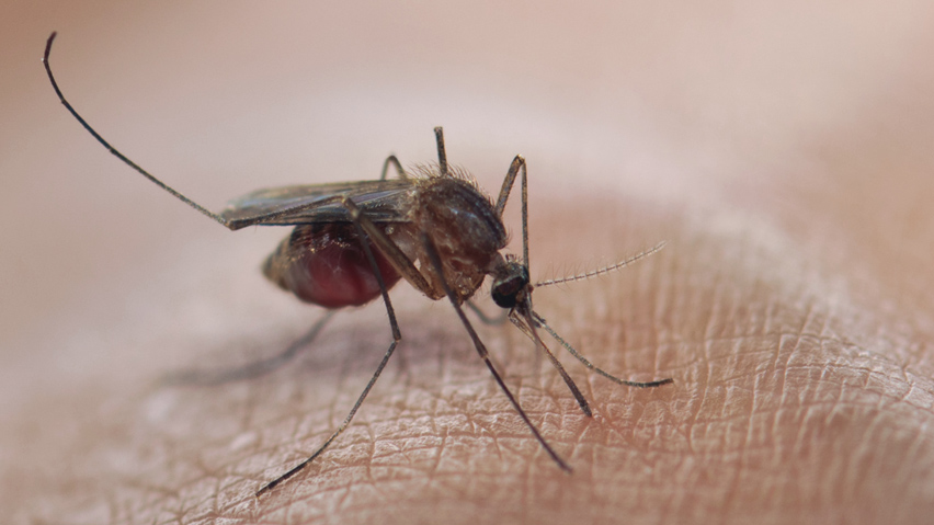 卑詩發現西尼羅蚊 受感染可致命