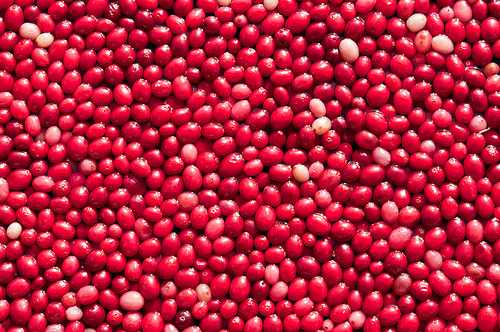 Cranberry Festival 蔓越莓節 2013