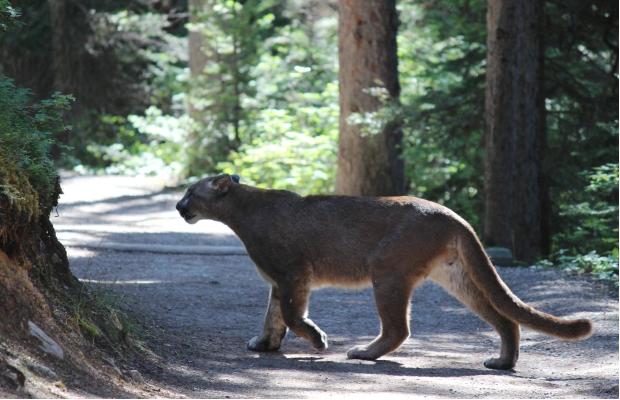 人獅爆血戰 獅死妻重傷