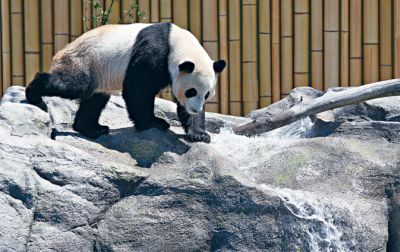 秋季與熊貓有個約會 多倫多動物園兒童免費
