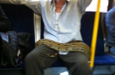 溫哥華男子帶蛇上公車