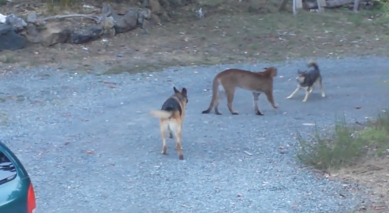 2忠犬護家園吠退美洲獅